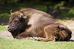 european bison