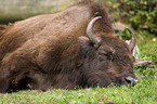 european bison