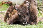 european bison