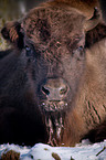 european bison