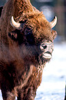 european bison