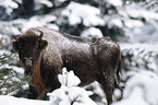 European bison