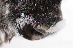 European bison mouth