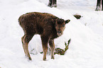 European bison