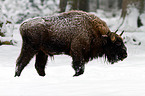 Wisent