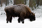 Wisent