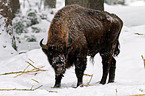 Wisent