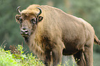 Wisent