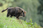 Wisent