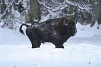 Wisent