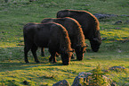 European bisons