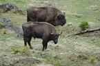 European bisons