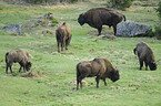 European bisons