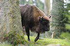 Wisent