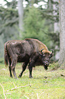 Wisent