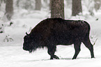 Wisent