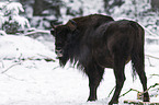 Wisent