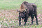 wisent