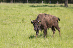 Wisent