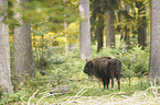 standing Wisent