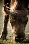 Wisent Portrait