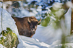 Wisent portrait