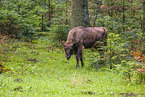 wisent