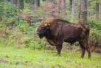 wisent