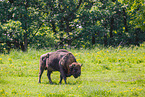 Wisent