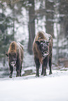 Wisent in winter