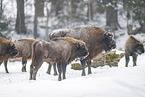 Wisent in winter