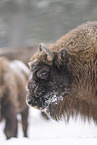 Wisent in winter