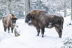 Wisent in winter