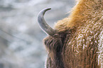 Wisent in winter