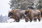 Wisent in winter