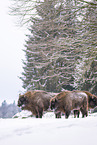 Wisent in winter