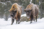 Wisent in winter