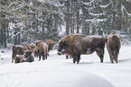 Wisent in winter