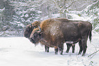 Wisent in winter