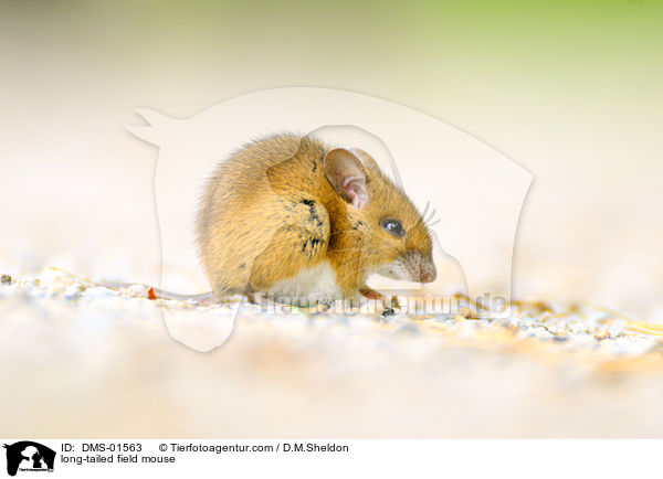 Waldmaus / long-tailed field mouse / DMS-01563