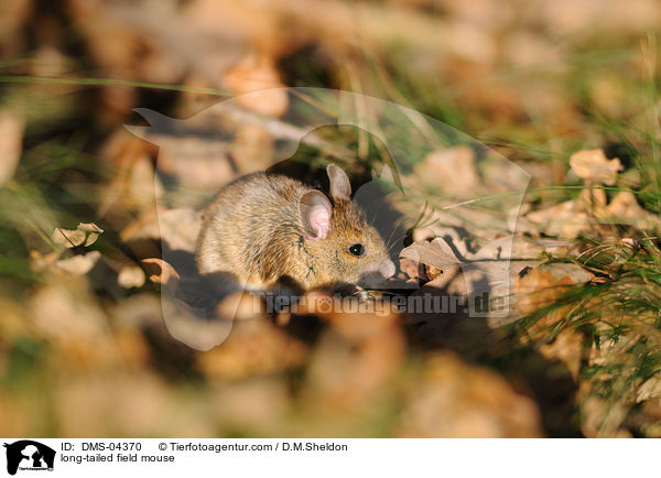 Waldmaus / long-tailed field mouse / DMS-04370