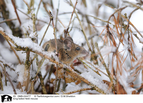 Waldmaus / long-tailed field mouse / DMS-04477