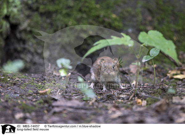 long-tailed field mouse / MBS-14657