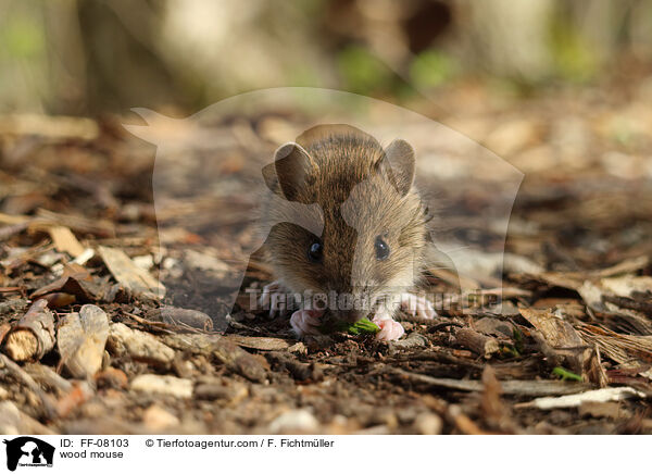 wood mouse / FF-08103