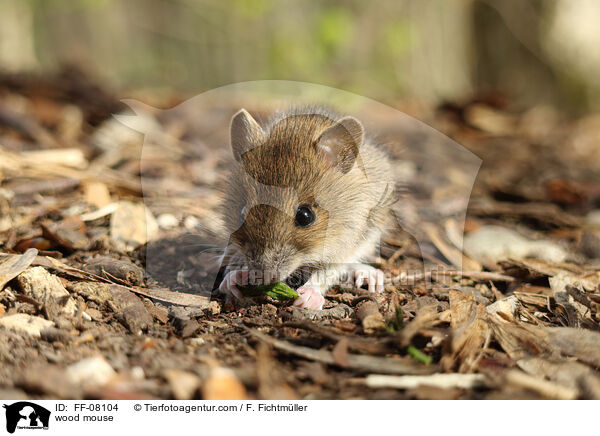 wood mouse / FF-08104