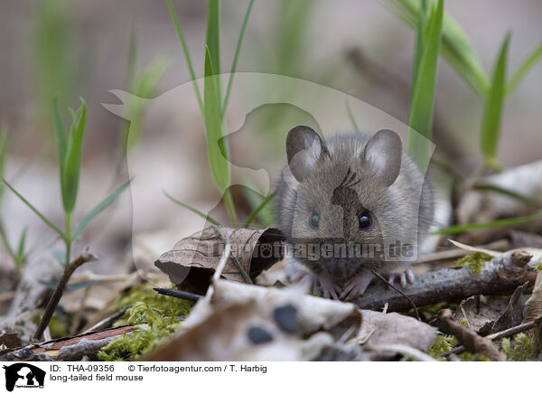 Waldmaus / long-tailed field mouse / THA-09356