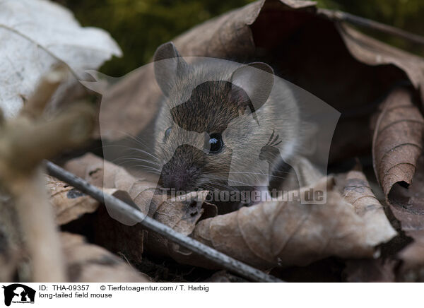 Waldmaus / long-tailed field mouse / THA-09357