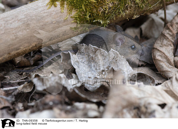 Waldmaus / long-tailed field mouse / THA-09358