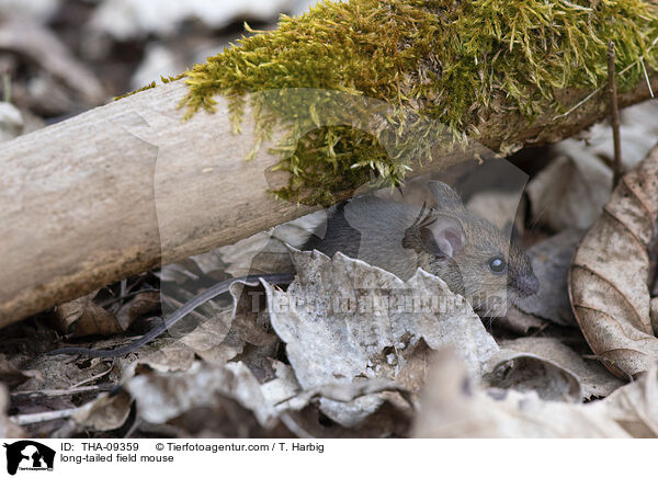 Waldmaus / long-tailed field mouse / THA-09359