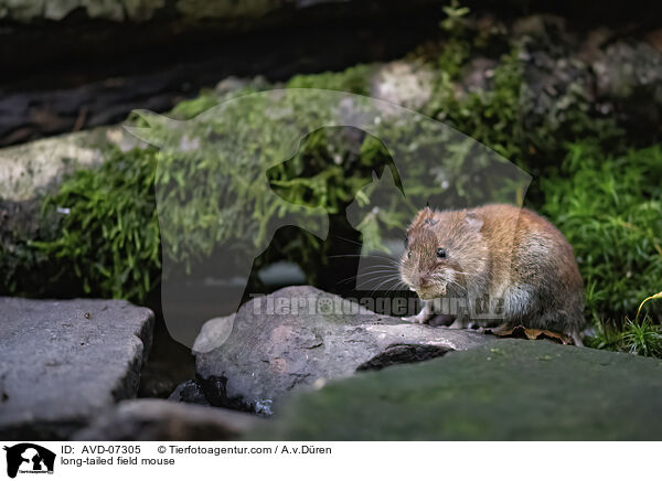 long-tailed field mouse / AVD-07305